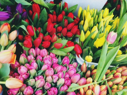 tulips at the market - a sure sign spring is around the corner
